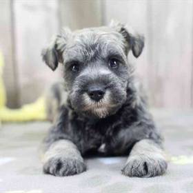 Mini Schnauzer