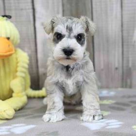 Mini Schnauzer