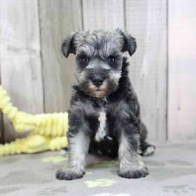 Mini Schnauzer