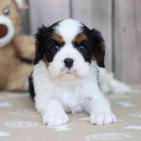 Cavalier King Charles Spaniel