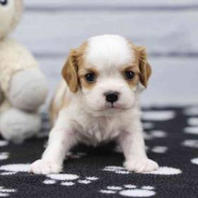 Cavalier King Charles Spaniel