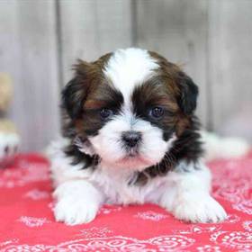 Shih Tzu