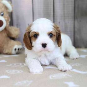 Cavalier King Charles Spaniel